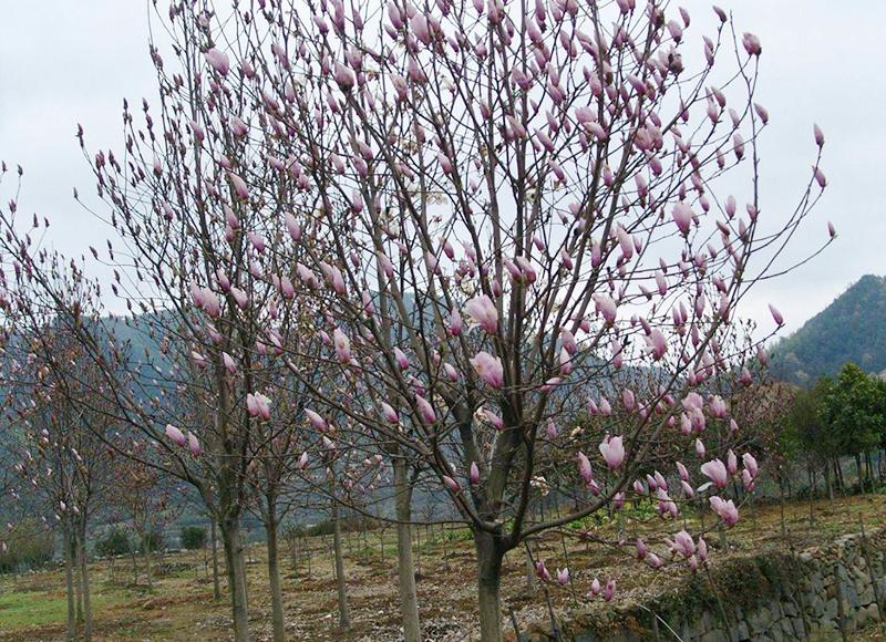 Magnolia alba